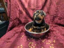 Nella 5